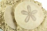 Two Fossil Sand Dollars (Scutella) - France #359698-1